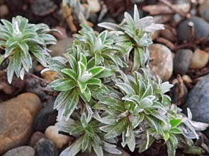 Helichrysum praecurens